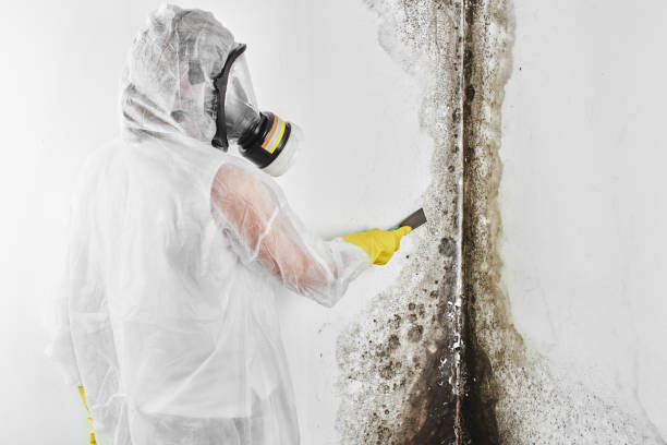 Reliable New Brunswick, NJ Mold Remediation Solutions