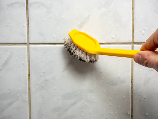 Best Residential Mold Remediation in New Brunswick, NJ