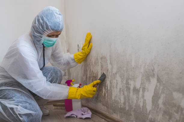 Best Attic Mold Remediation in New Brunswick, NJ