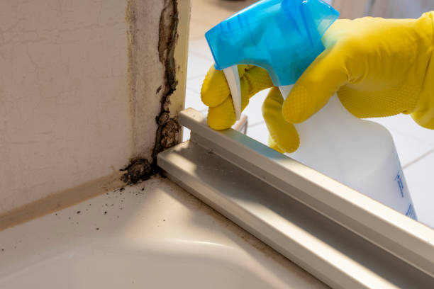 Trusted New Brunswick, NJ Mold Remediation Experts
