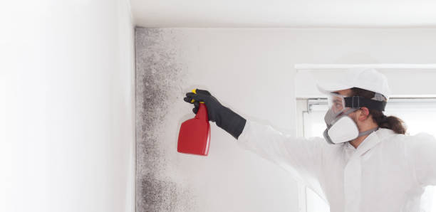 New Brunswick, NJ Mold Remediation Company