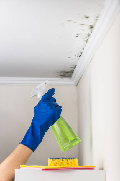 Best Black Mold Remediation in New Brunswick, NJ